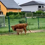 Zur Dexter-zucht