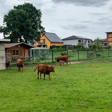 Zur Dexter-zucht Apartament