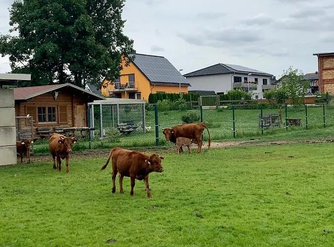 Zur Dexter-zucht Lägenhet